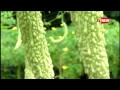 organic bitter gourd farming malappuram vandoor tv new