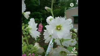 我が家の庭の花達～😀