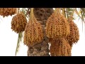 saudi dates documentary film