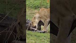 ye lion girl baffalo k penis pasand ha ماں جی,قدرت اللہ شھاب  😁#viral #shortvideo  #subscribe #video
