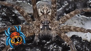 Rehousing our giant fishing spider | Dolomedes