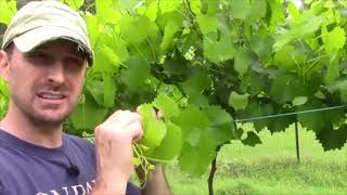 Lectio Divina- I am the Vine (John 15)