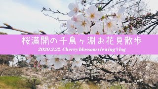 【週末お花見】三連休、桜満開の千鳥ヶ淵お花見散歩