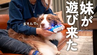 はじめて大好きな妹が遊びに来たらかまちょが凄かったｗ【ボーダーコリー】