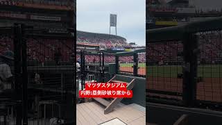 マツダスタジアム内野砂被り席からの眺め