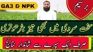 How to increase Berseem growth in cold weather ||Bilal Kanju Official