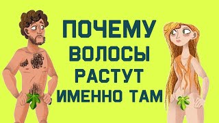 Edu: Почему волосы растут там, где они есть?