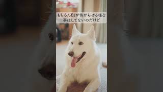 最近あった大きな愛犬と、とある小さな女の子の話 #ホワイトシェパード #大型犬