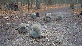 10 Hours of Forest Squirrels - Videos for Pets and People - December 15, 2020