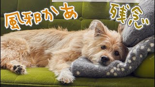 犬の風邪、ケンネルコフにかかってしまいキャンプに行けなくなりました