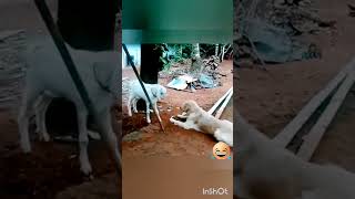 എന്റെ ഇടി കൊണ്ട് നീ തൂറും പട്ടി 🤣#goat #dog #funny#shorts