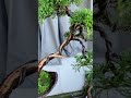 济州真柏盆景！整理一棵老桩小真柏。 shimpaku juniper