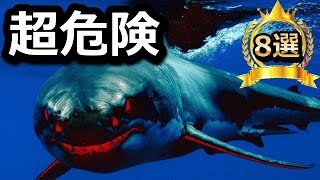 【閲覧注意】動物の世界で最も恐ろしいマヂでヤバすぎる超危険生物【ランキングワールド】