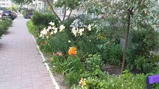 Beautiful flowers | Landscape design