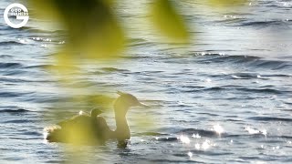 Godfulness-luontohiljentyminen. Jakso: Rannalla.