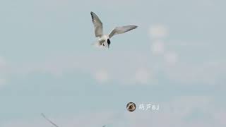 Precision in Plunge: The Stunning Speed and Elegance of a Tern's Dive for the Catch