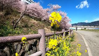 南足柄市春めき桜