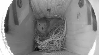 Oak titmouse nest building finally begins in earnest.