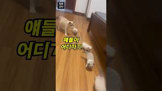 어미 고양이 말을 듣지 않았던 이유