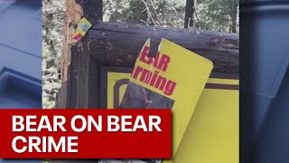 Bear warning sign damaged by bears