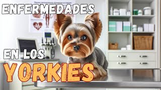 🔴 Conoce las ENFERMEDADES MÁS COMUNES de los YORKSHIRE TERRIER