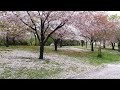 大仙公園の桜 4k（２０１６年４月７日） ６