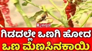 Dharwad: ಗಿಡದಲ್ಲೇ ಒಣಗಿ ಹೋದ ಒಣ ಮೆಣಸಿನಕಾಯಿ | Horticulture Department