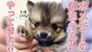 【ポメチー】生後64日の子犬の女の子を迎えた記録【共働き夫婦】