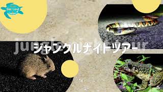 奄美大島　ジャングルナイトツアー🐍🐇