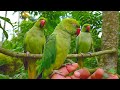 Natural Parrot Voices