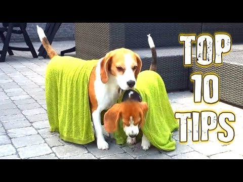 Top 10 Tips : How To Keep Your Dog Cool In The Summer. Top 10 Tips : How To Keep Your Dog Cool In The Summer.
