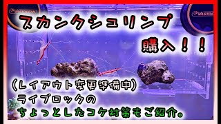 【海水魚水槽・サンゴ水槽】スカンクシュリンプ購入！！