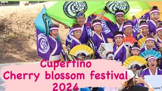 【ノーカット】Cupertino cherry blossom festival 2024