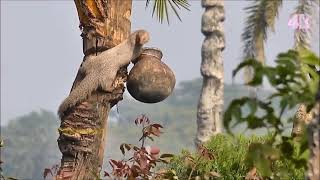 দেশের গান | হাইরে আমার মন মাতানো দেশ_হাইরে আমার সোনা ভরা মাটি | Deshi Song 2022 | @SM_RAFIQ