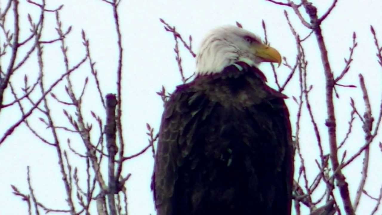 Amarican Bald Eagle In Hd Nature Wildlife Birding Youtube