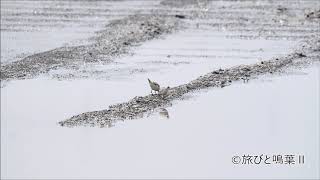 旅鳥トウネン秋の渡りで立ち寄る2020