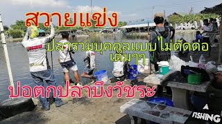 ปลารวมบุลคลมันส์​มาก-สวายแข่ง​-บ่อตกปลาบึงวัชระ​( แมทแสน)​.​ A​ FISHING​ EP.11.