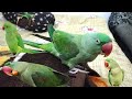 funny parrot going crazy 🦜#birds #youtube #viral #pigeon #youtubeshorts #funny #animals #pets #fun