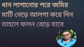 ধান লাগানোর 18 থেকে 20 মিনিটের মধ্যে একবার হলেও জমির নেড়ে দিন