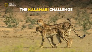 Surviving the Kalahari | Africa's Deadly Kingdoms | हिंदी | S1 - E5 | Nat Geo Wild