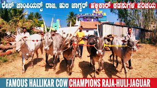 Meet Champion Hallikar Cows Along with their Caretakers and Know their Training \u0026 Techniques