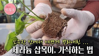 제라늄,오늘 애기삽목이 가식하는 날 #삽목이 #제라늄가식 #삽목방법