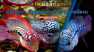 จัดตู้ปลาหมอสีแบบประหยัดงบ | มือใหม่หัดเลี้ยงปลาหมอสี | Mfishhouse Thailand.|Ep.6