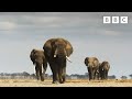 Elephant twins escape battling bulls | Dynasties II - BBC