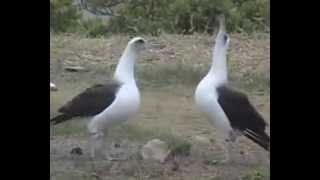 Laysan Albatross's Wedding ritual (Breeding Dance）