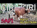 PERTOLONGAN SAPI KESULITAN MELAHIRKAN || Distokia