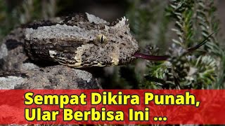 Sempat Dikira Punah, Ular Berbisa Ini Ternyata Masih Hidup