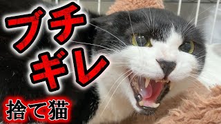 動物病院の前に捨てられた人に嫌悪感を抱く捨て猫の人馴れ訓練