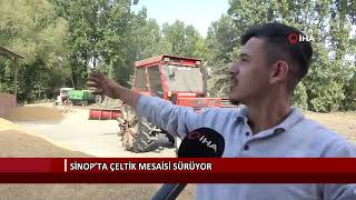 Sinop’ta çeltik mesaisi sürüyor