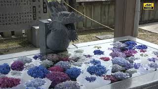 4k 粟井神社の紫陽花 ’22  Part 2　新型コロナの収束を祈念して🙏